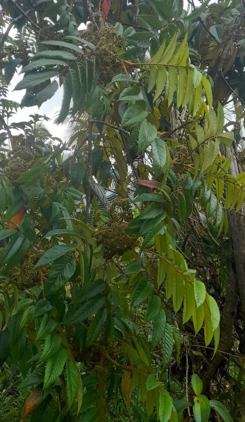 Brunellia 2