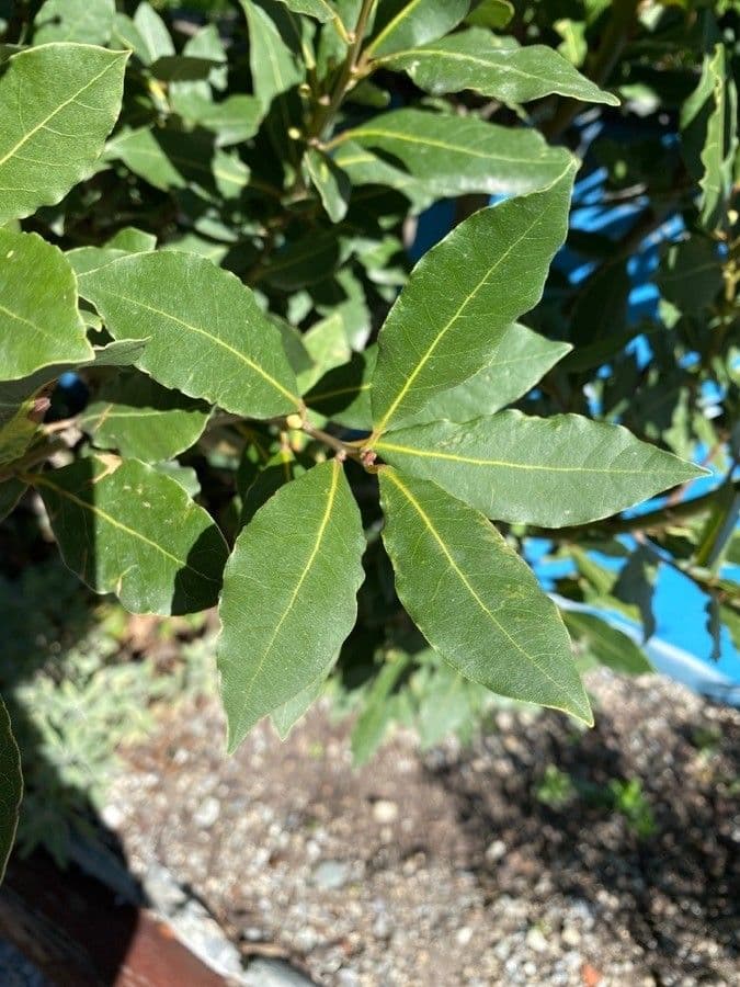 Laurel 17