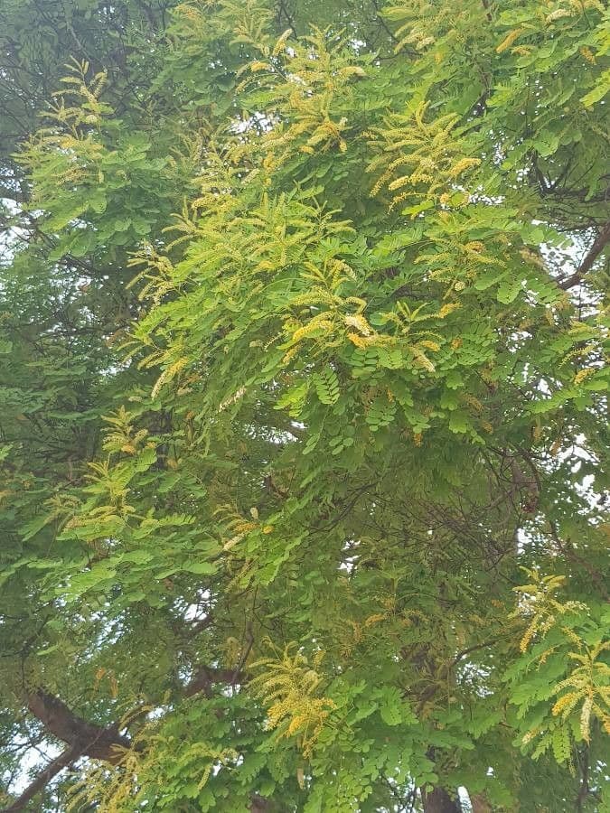 Korallenbaum 7