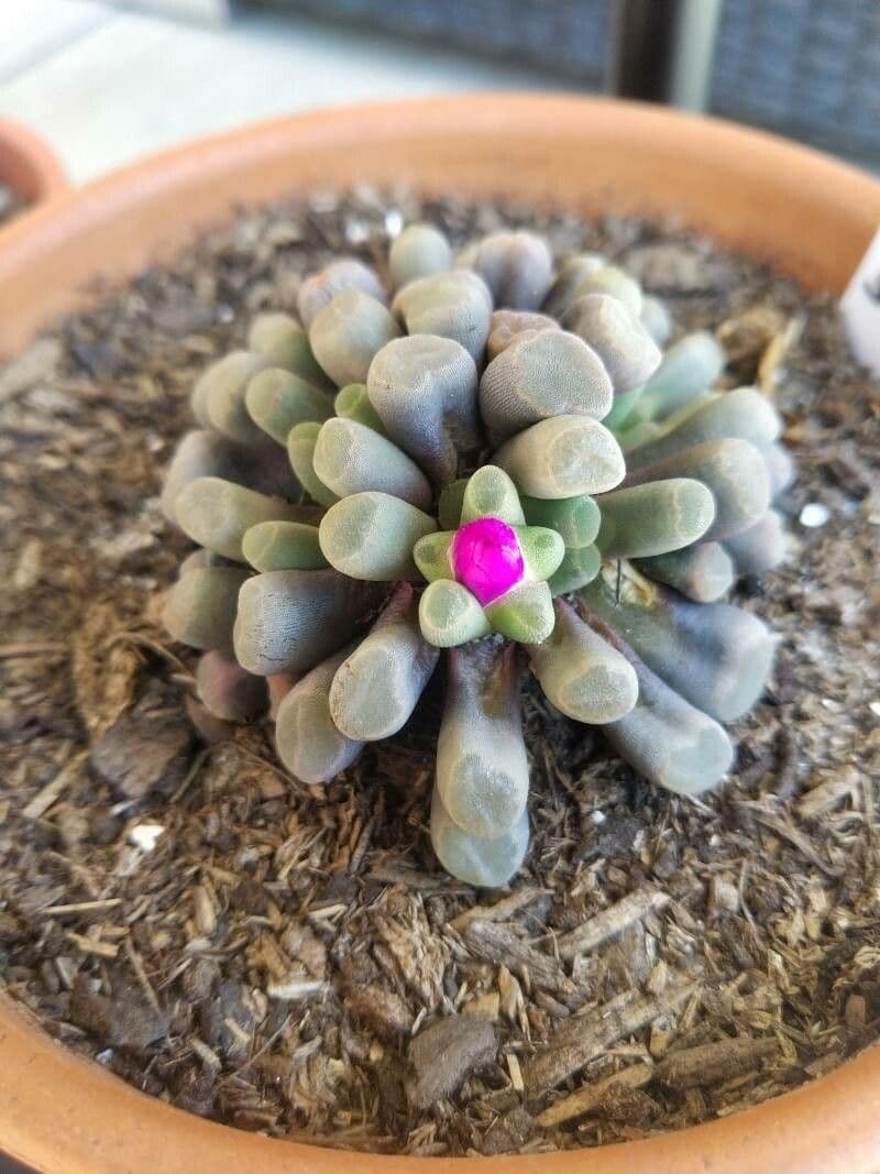 Frithia 5