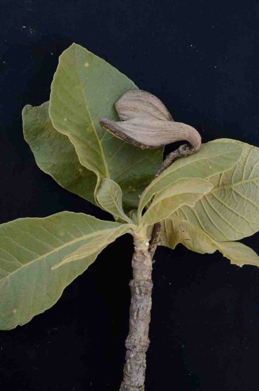 Aspidosperma tomentosum 6