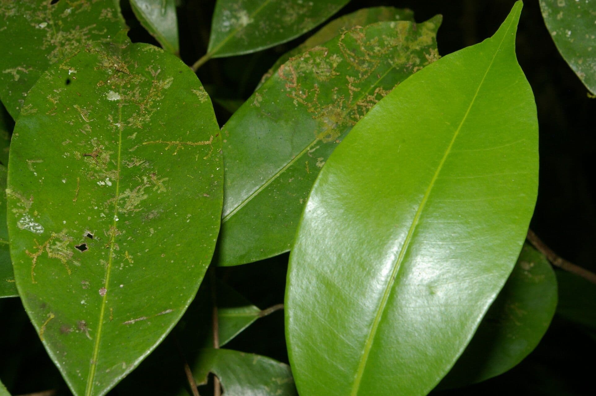Myrcia 3