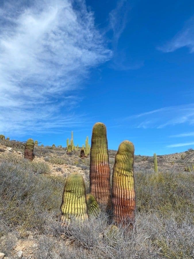 Cactus 3