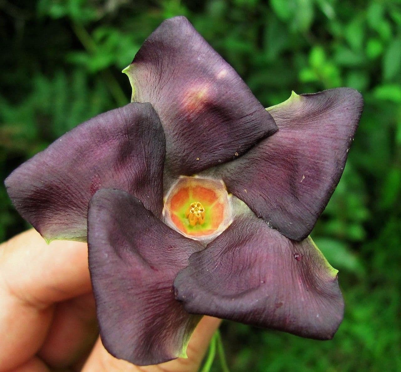 Mandevilla
