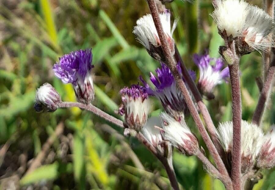 Vernonia 2