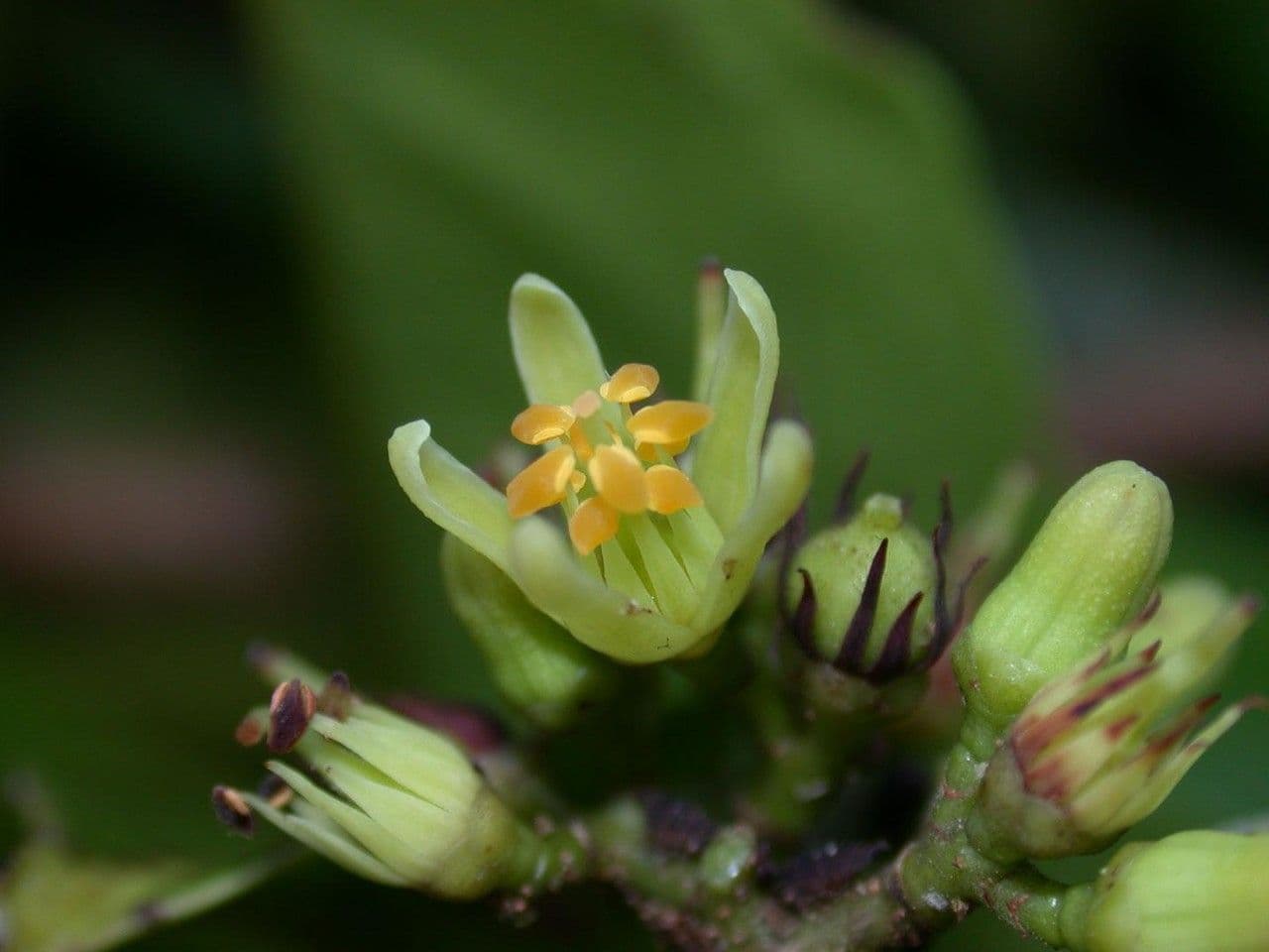 Sacoglottis 8