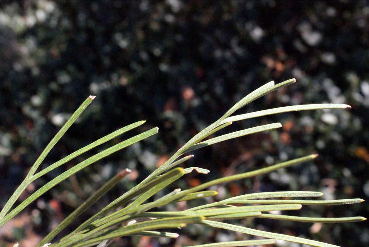 Grevillea 10