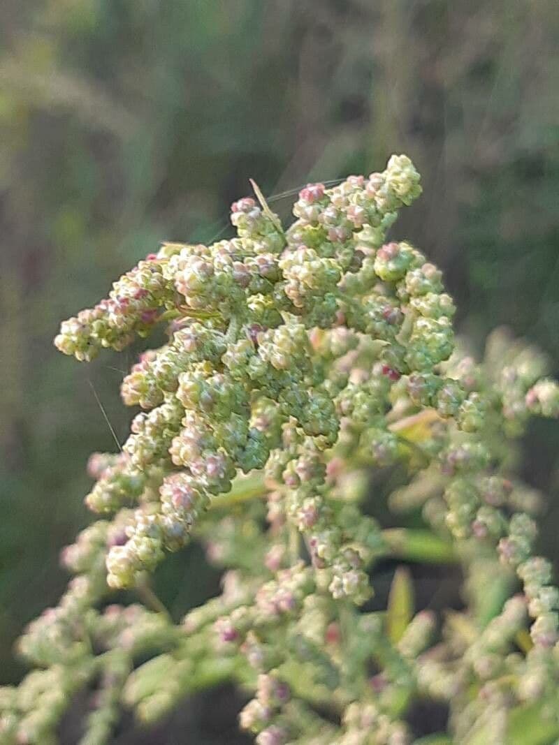 Komosa figolistna 3