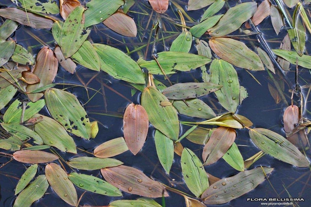 Brasca nodosa 25