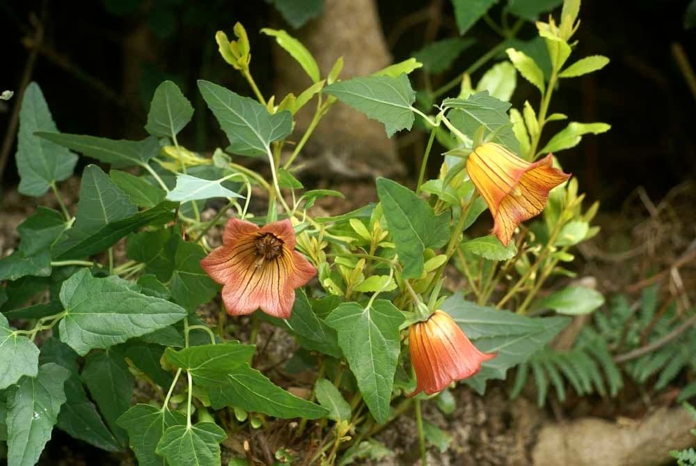 Canary bellflower 14