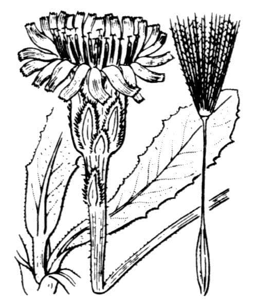Hypochaeris uniflora 28