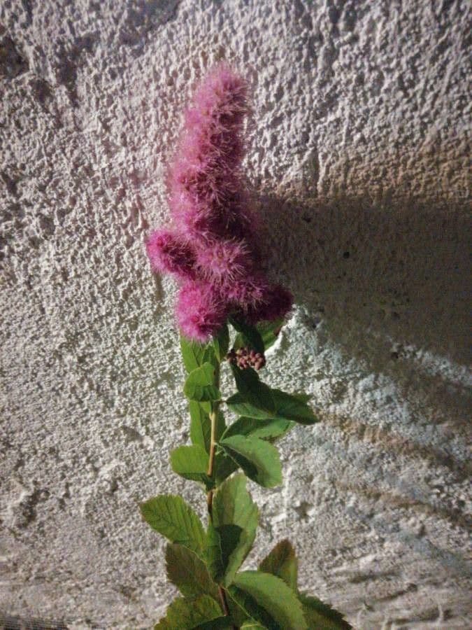 Spiraea di Douglas 7
