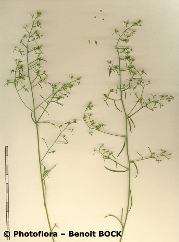 Bastard toadflax 23