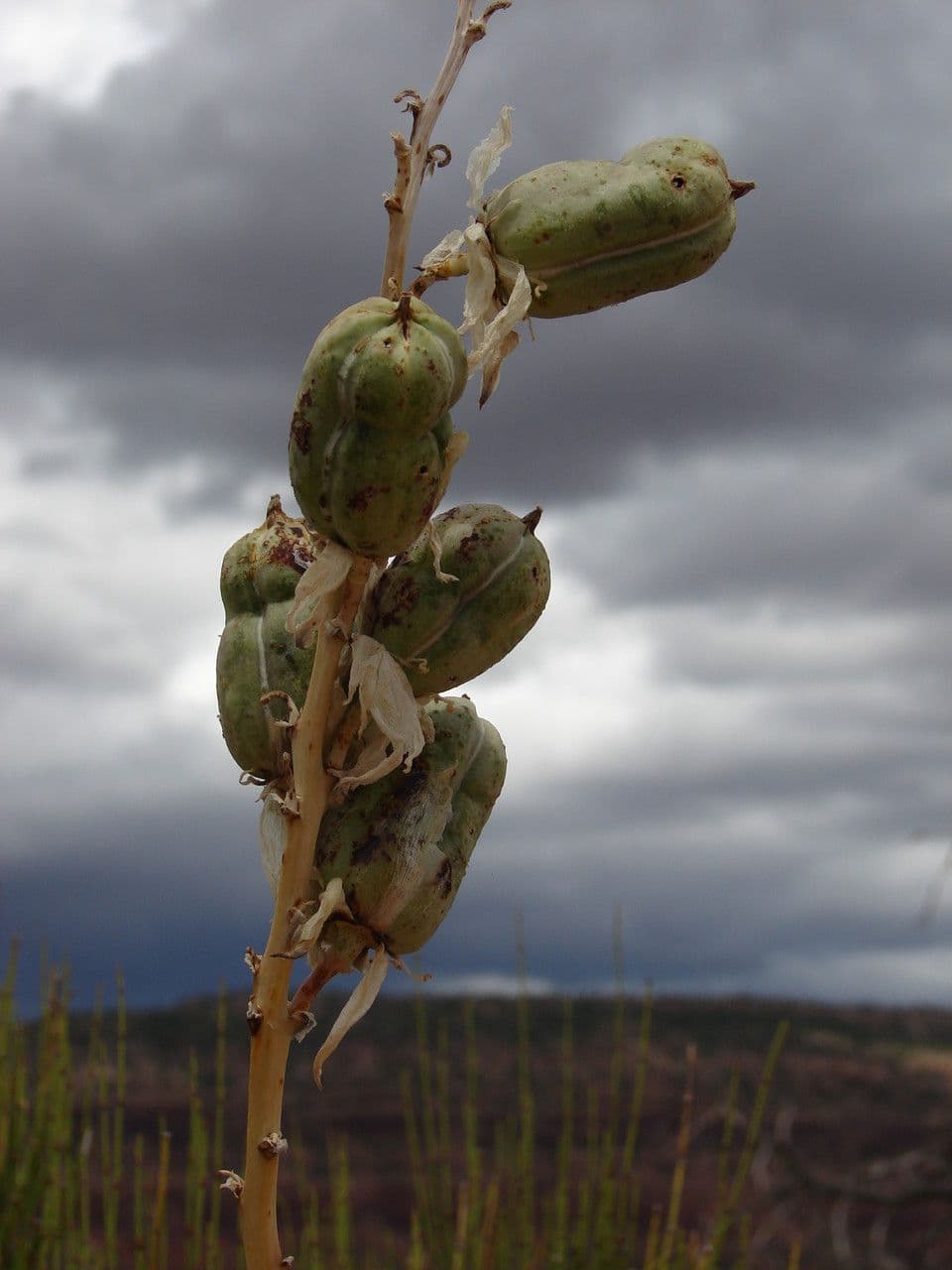 Schmalblättrige Yucca 2