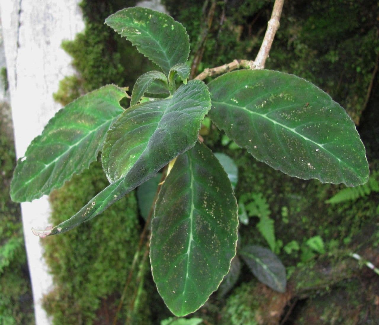 Drymonia 6