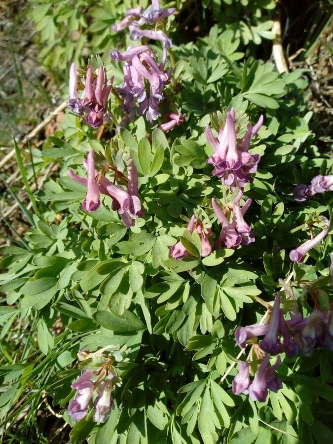 Colombina intermedia 5