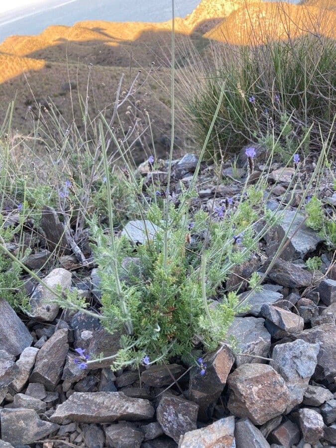 Lavanda multifida 10