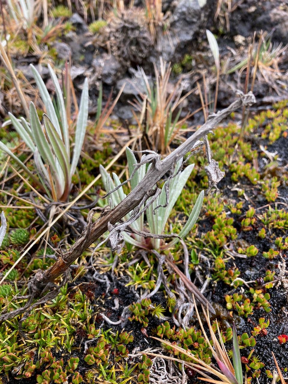 Senecio 14