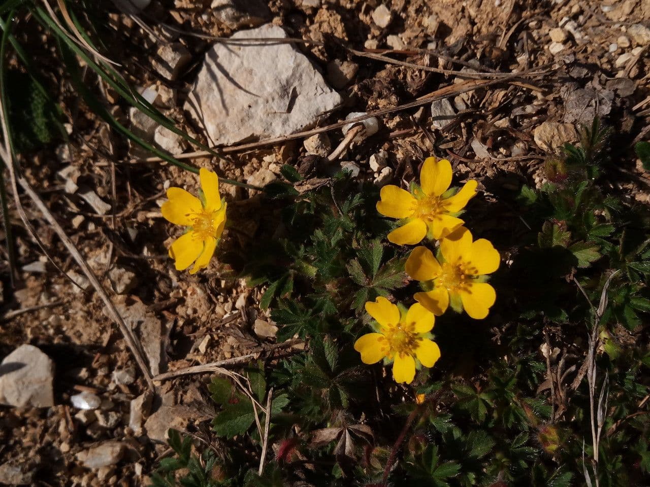 Cincoenrama de primavera 14