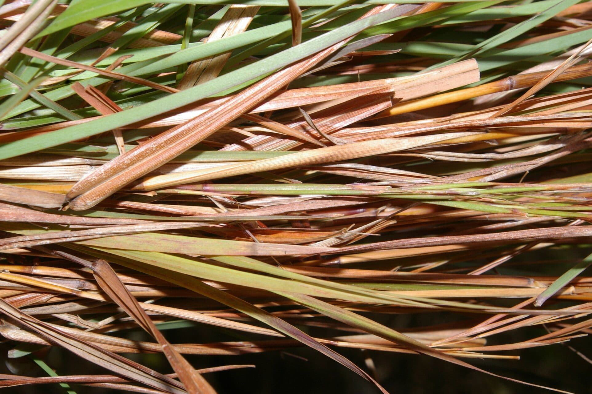 Broomsedge 3