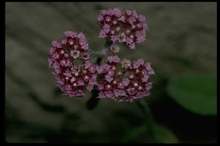 Chorizanthe 5