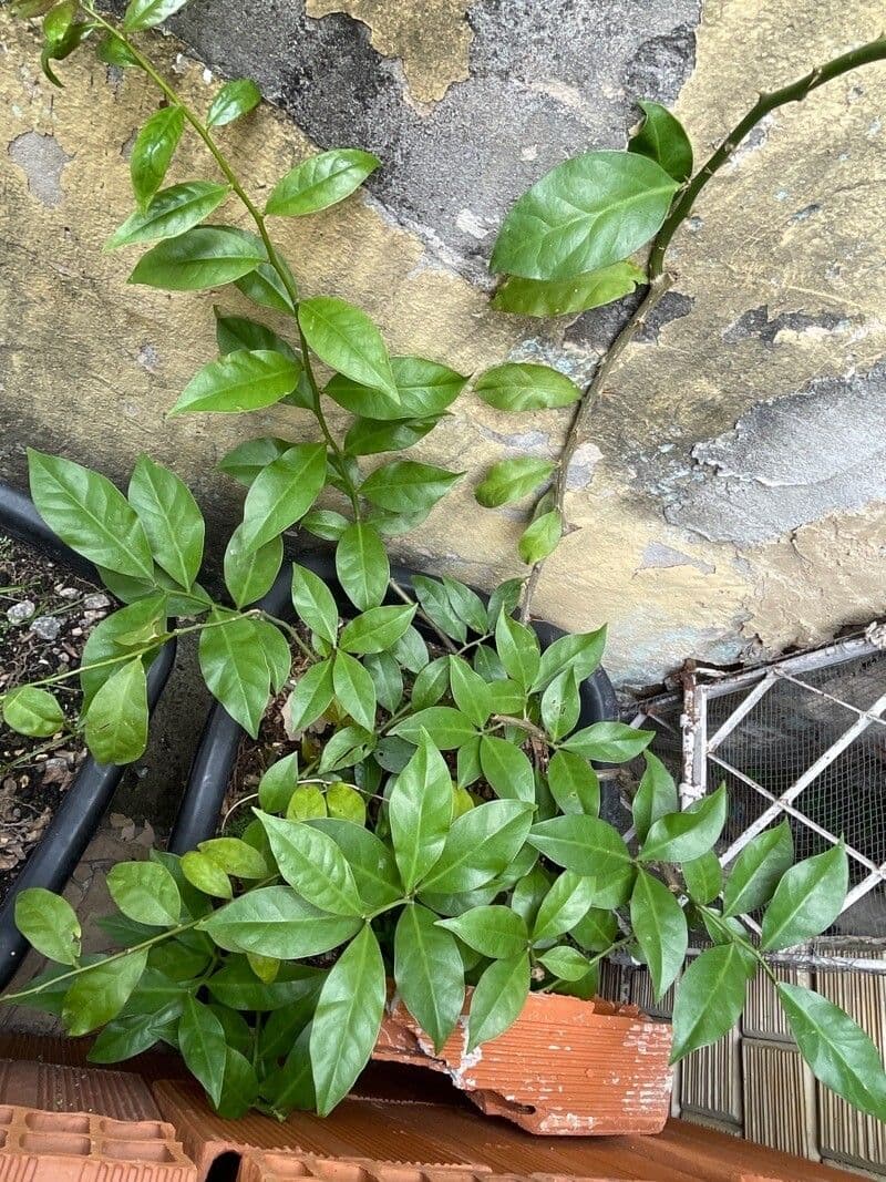 Pereskia 11