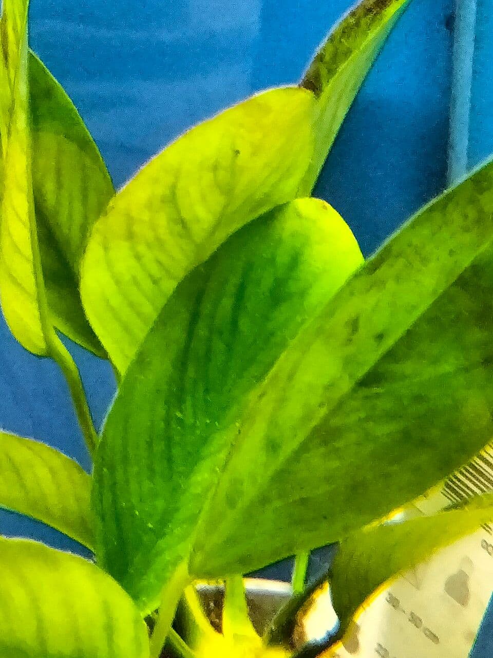 Anubias