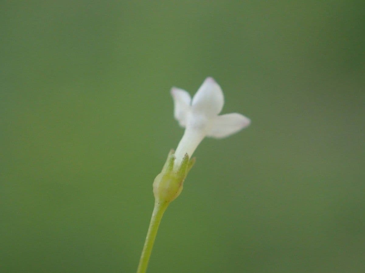 Oldenlandia 7