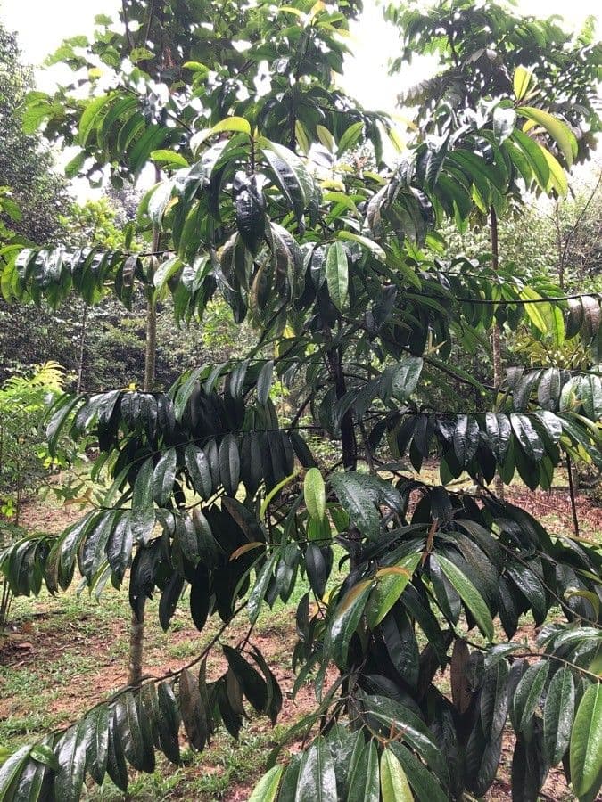 Garcinia verde 2