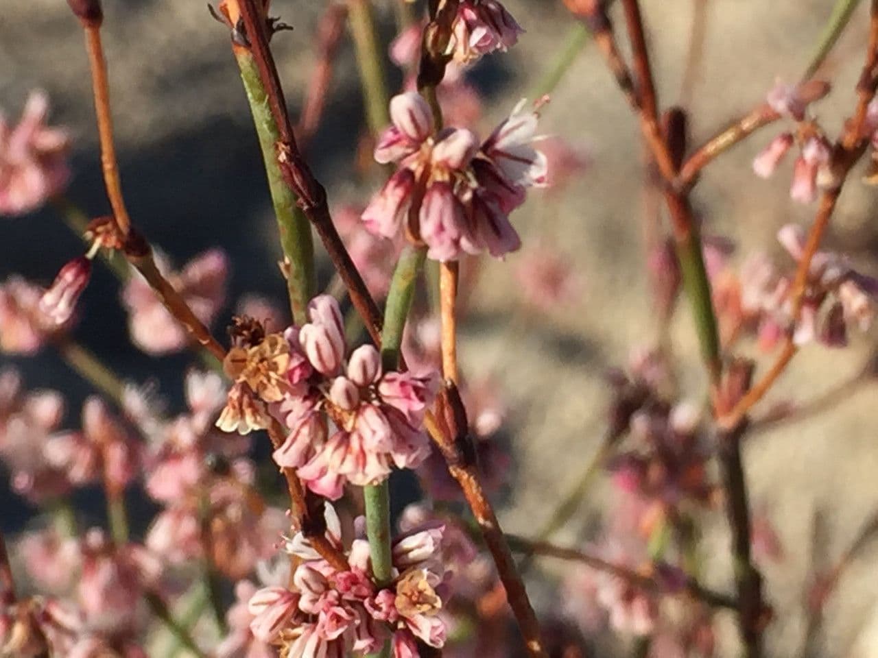 Davidsons Buckwheat