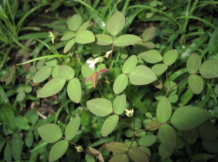 Acetosa di Barrelier 12