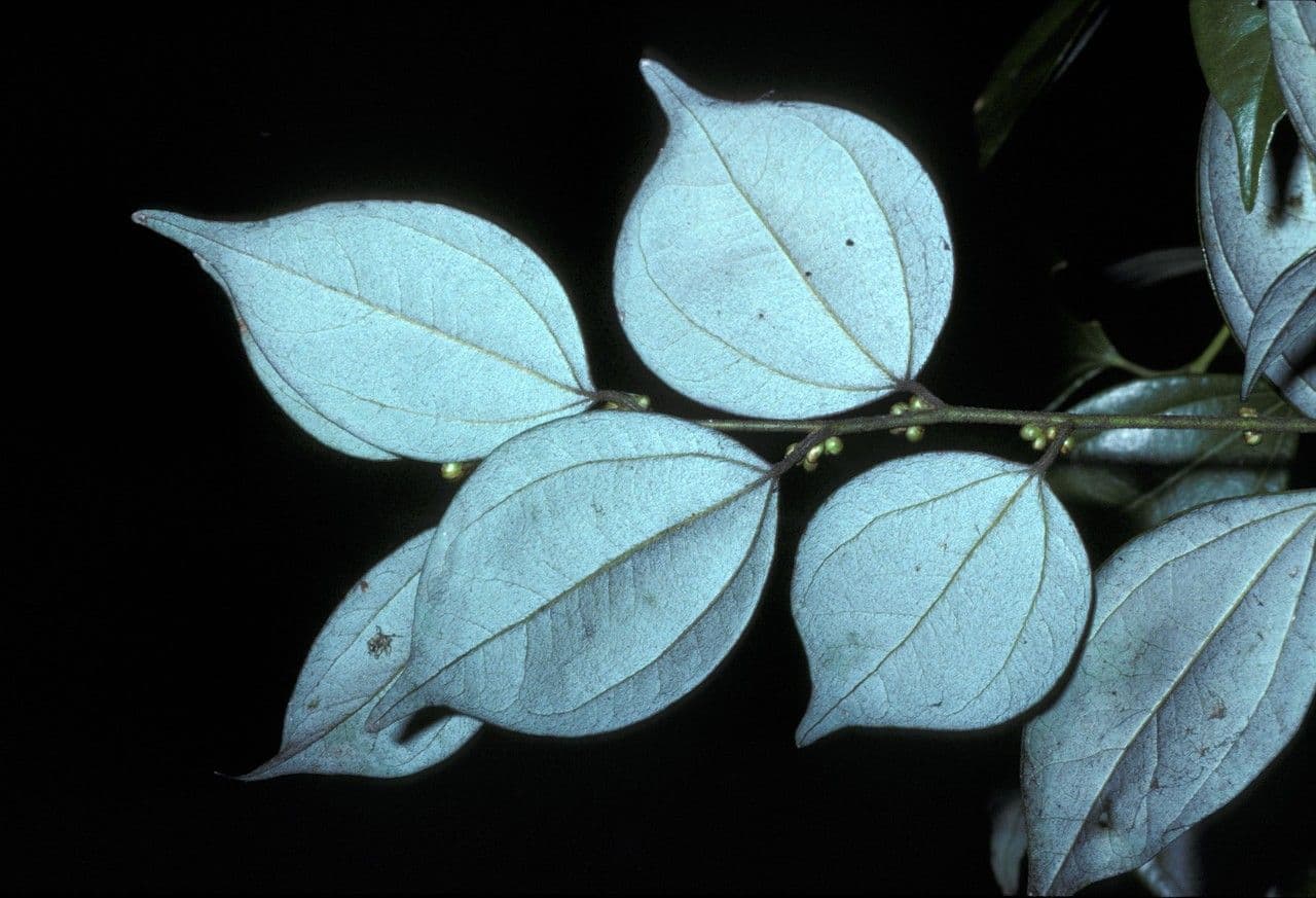 Lindera 2
