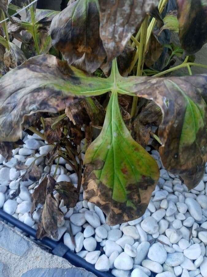 Anchomanes difformis 12