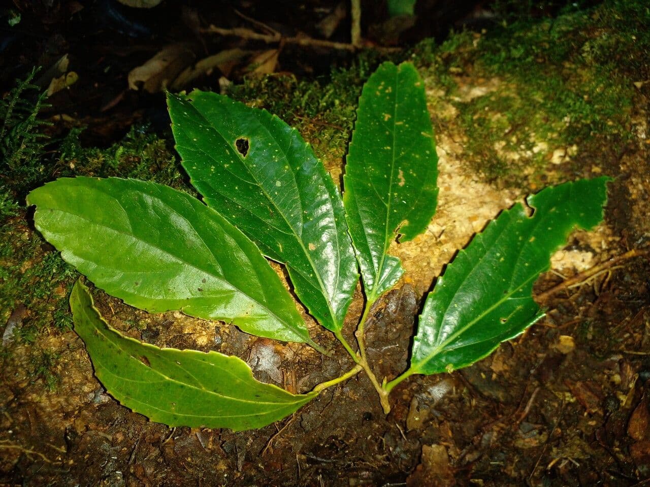Macrohasseltia macroterantha 6