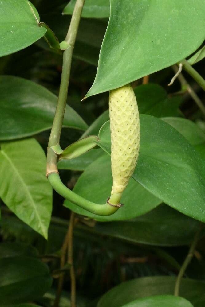 Monstera