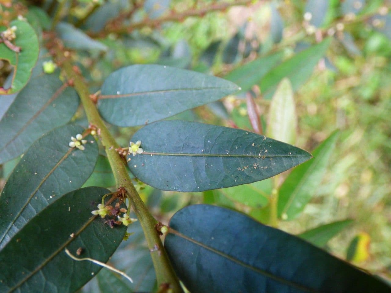 Phyllanthus 11