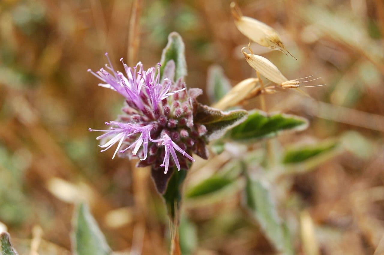 Monardella villosa 6