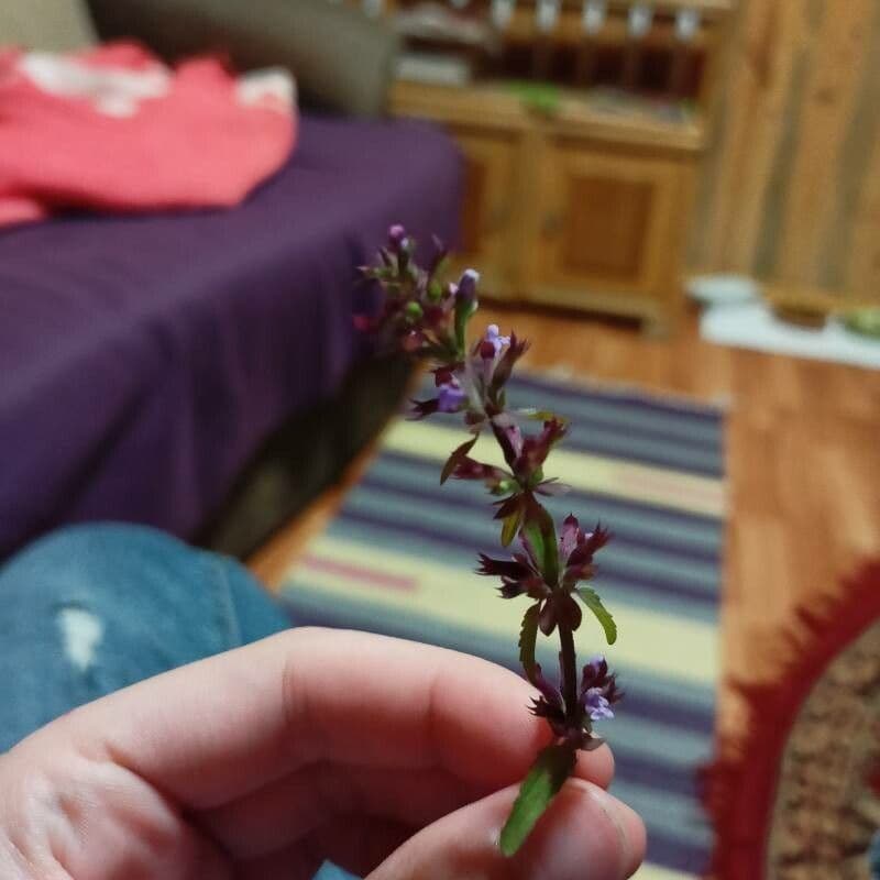 Dracocephalum thymiflorum