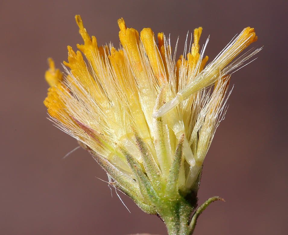 Erigeron delle rocce 4