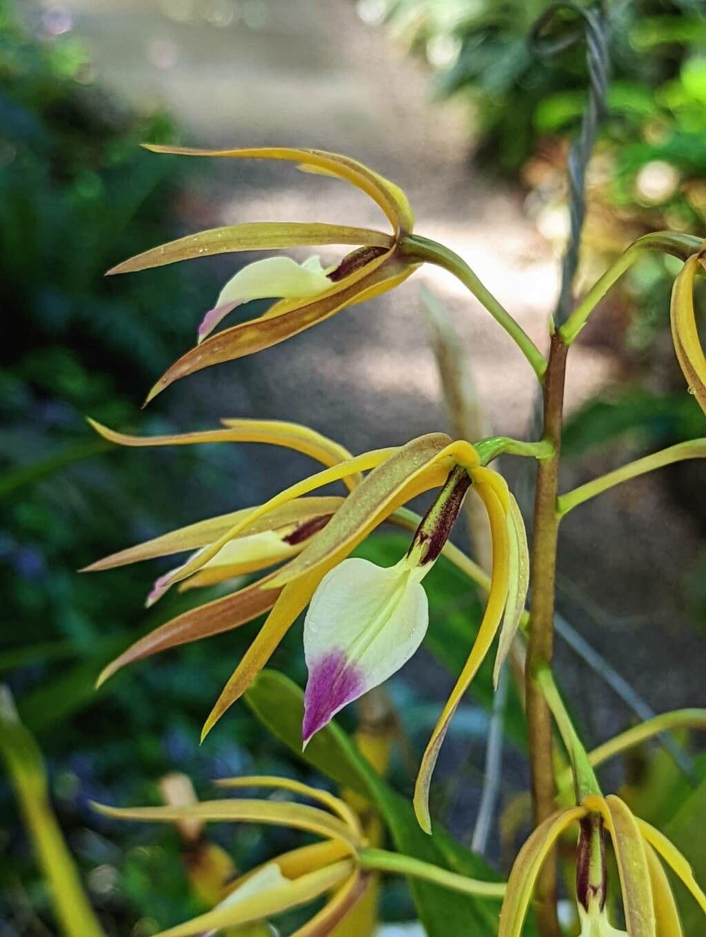 Orchidea Brassavola 2