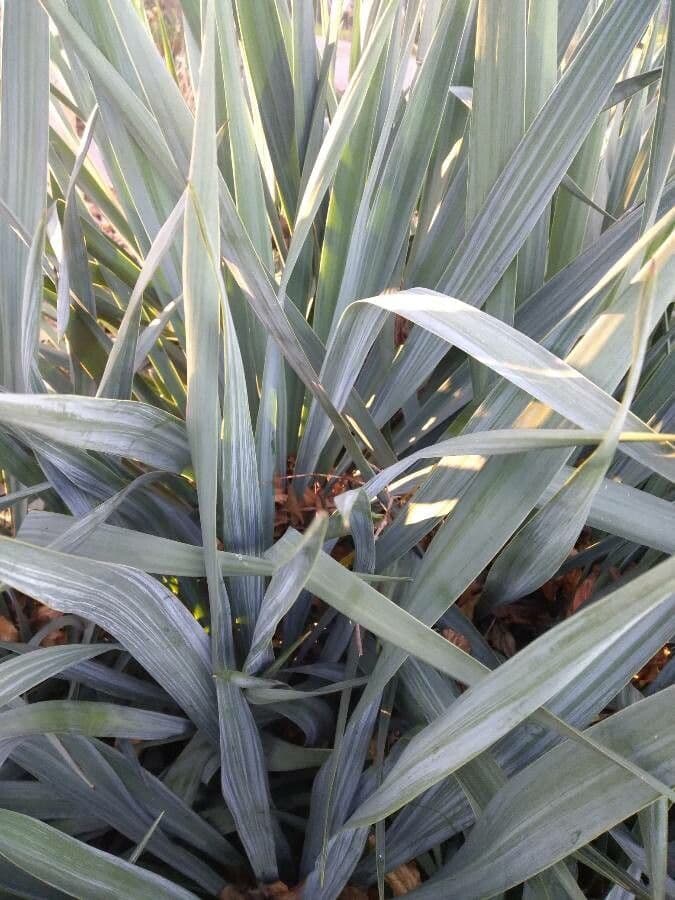 Schopf-Yucca 16