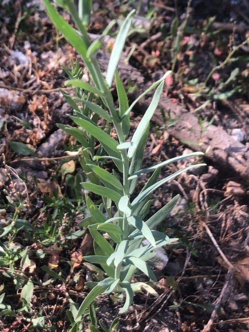 Linaria 10