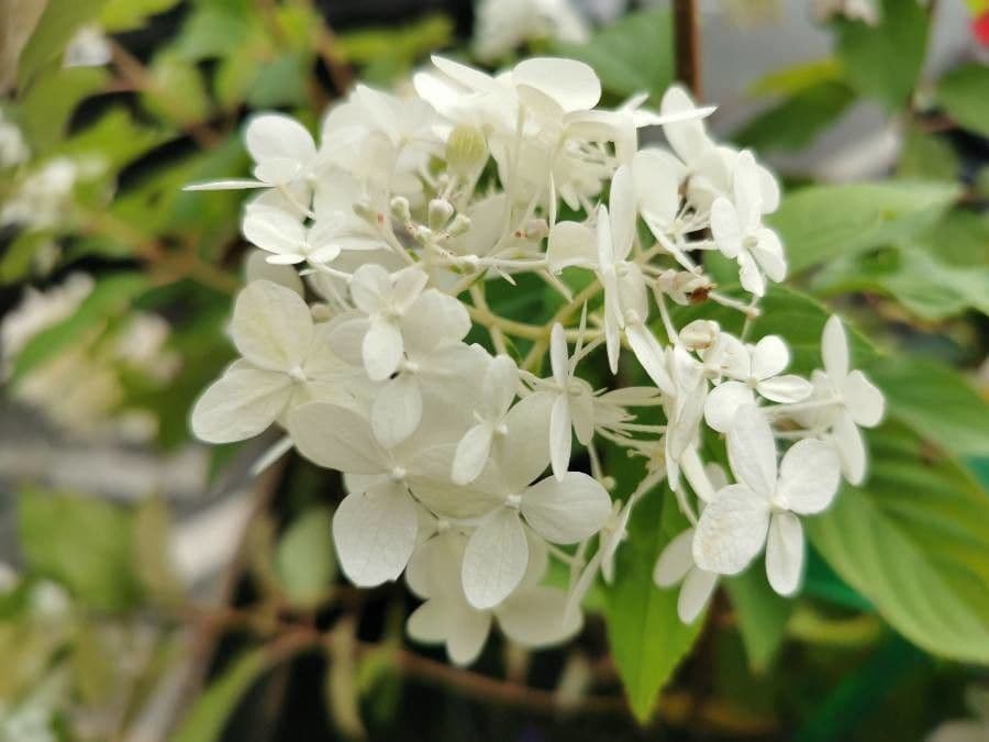 Peegee hydrangea 16