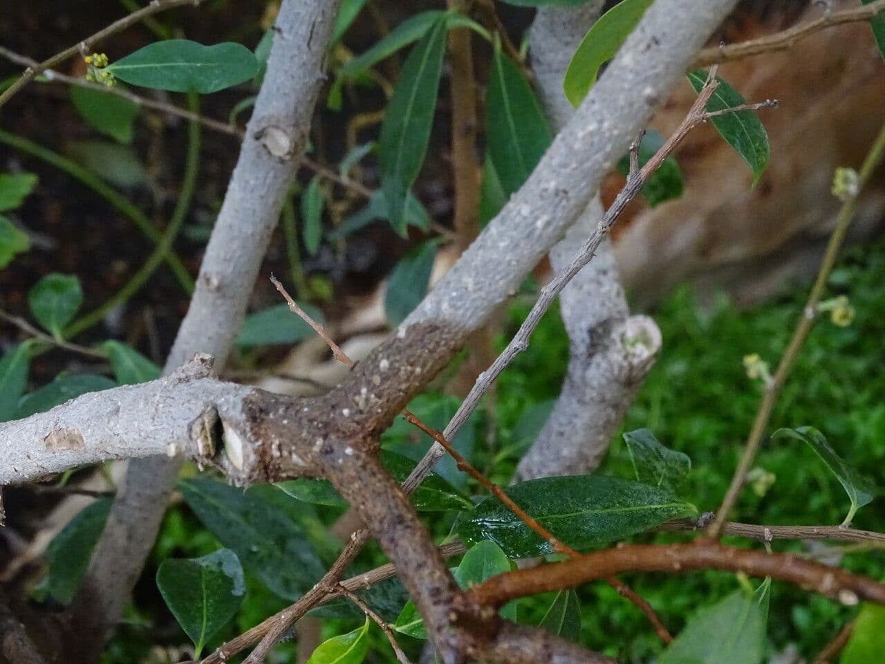 Azara 8