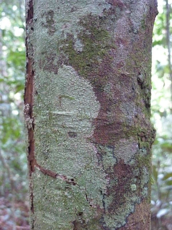 Pouteria 6