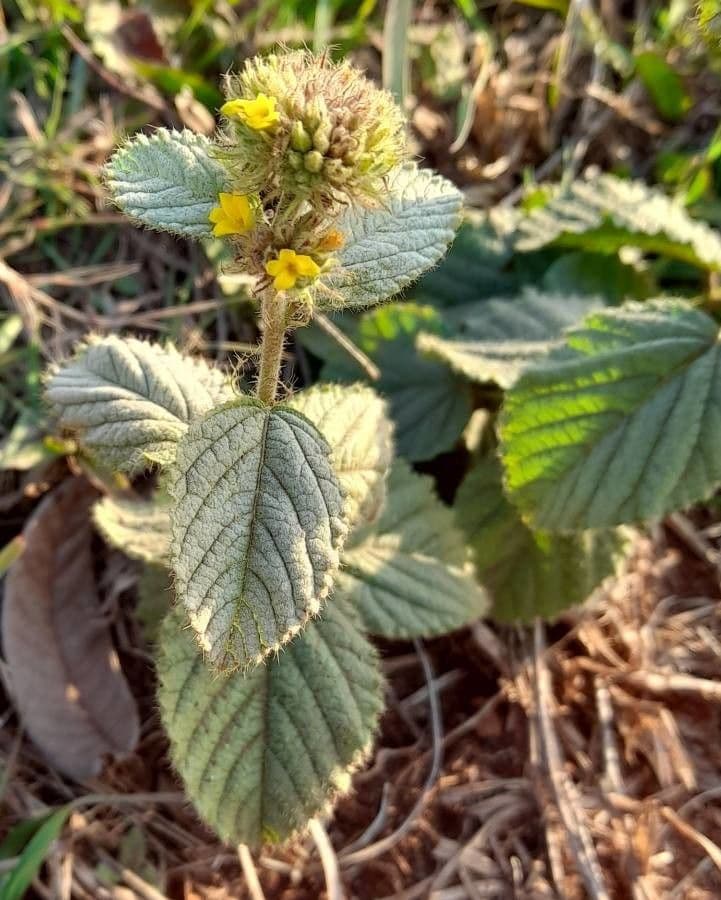 Waltheria communis 5