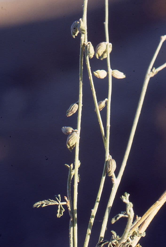 Caylusea hexagyna 2