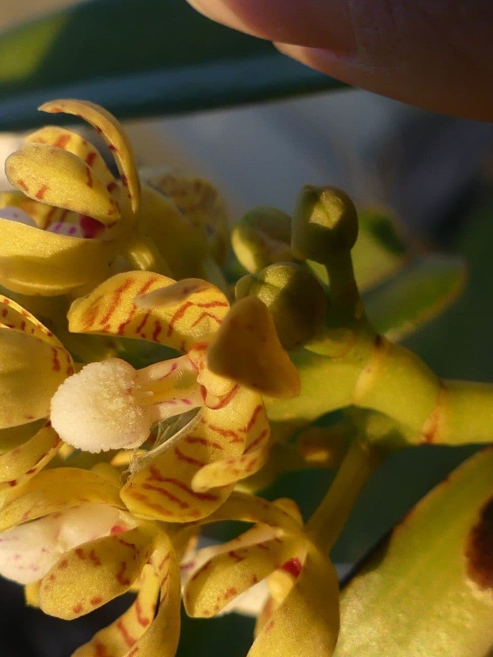 Acampe pachyglossa 2