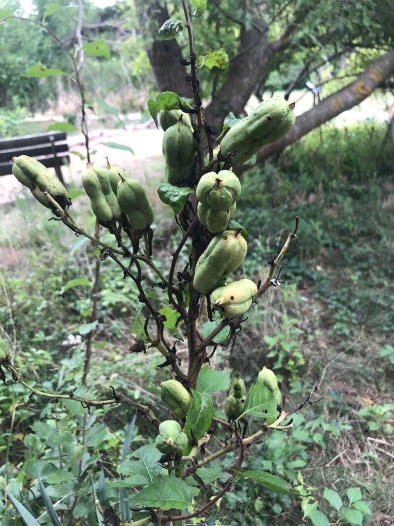 Yuca pallida 3