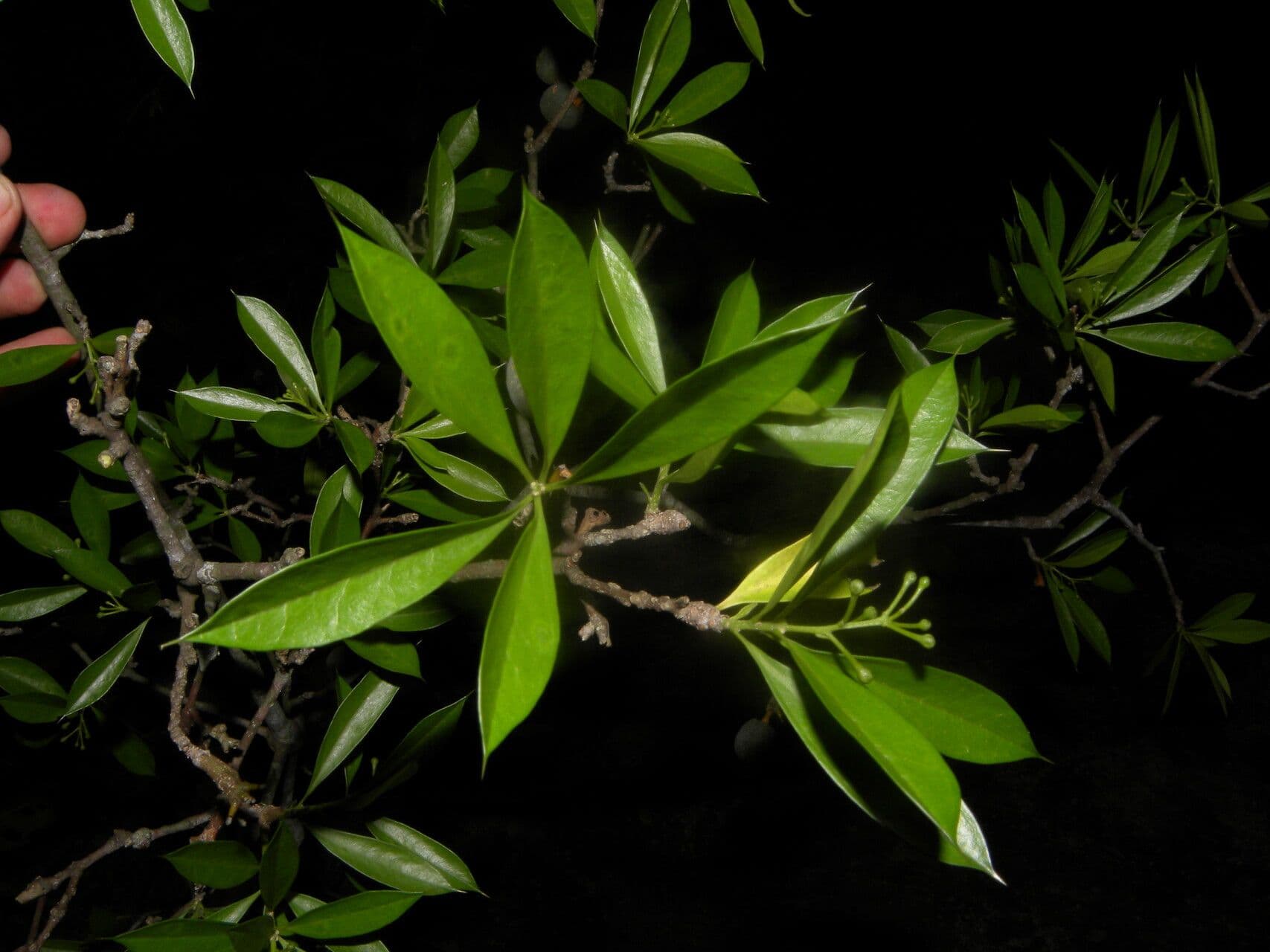 Bonellia 12